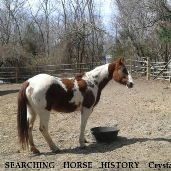 SEARCHING HORSE HISTORY Crystal Blue, Near Honeybrook, PA, 08312